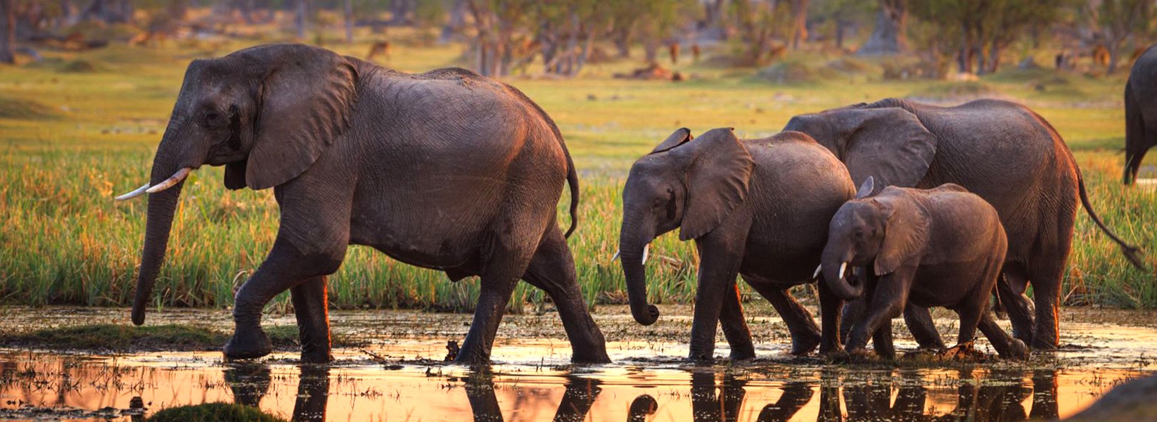 Botswana Safari_bd654_lg.jpg Banner